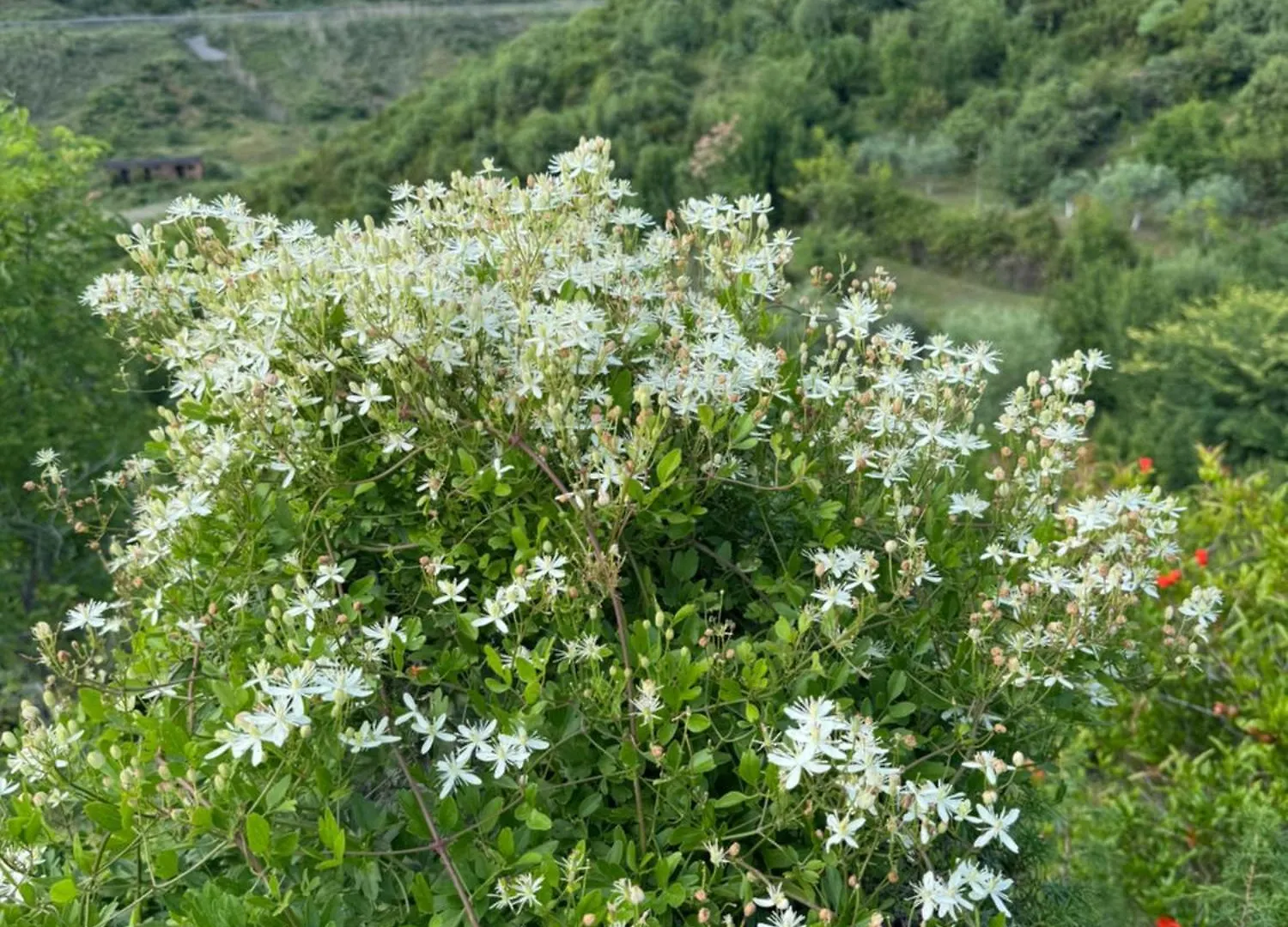Qyteza Guest House & Camping Shkodër